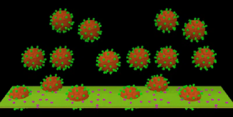 Structural model of SARS infection.