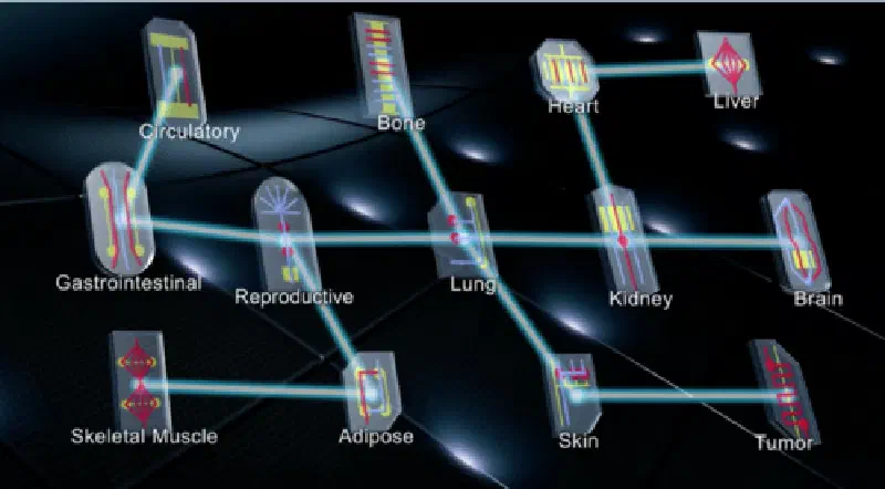 Multiple tissue chips connected in a system to simulate a human-body-on-a-chip