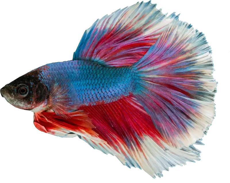 guppy